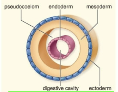 <p>Pseudocoelomate (Blastocoelomate)</p>