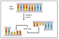 <p>A single-stranded overhang left after staggered cutting by a restriction enzyme.</p>