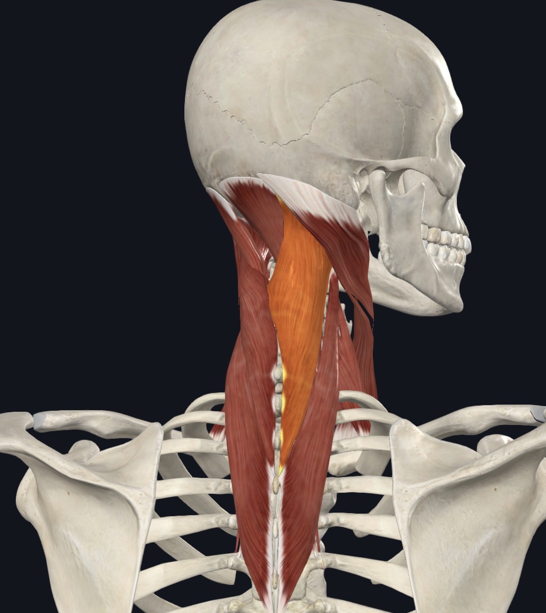 <p><strong>Acting unilaterally:</strong> Laterally flexes the neck and rotates the head to side of active muscles</p><p><strong>Acting bilaterally:</strong> Extend the head and neck</p>