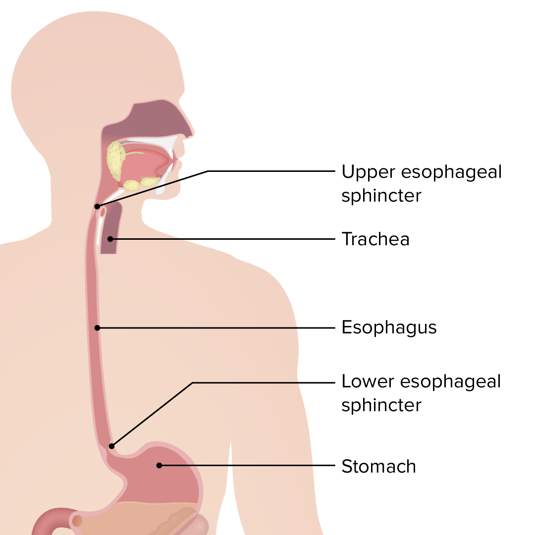 <p>The region where the esophagus meets the stomach, controlling the passage of food and preventing reflux</p>