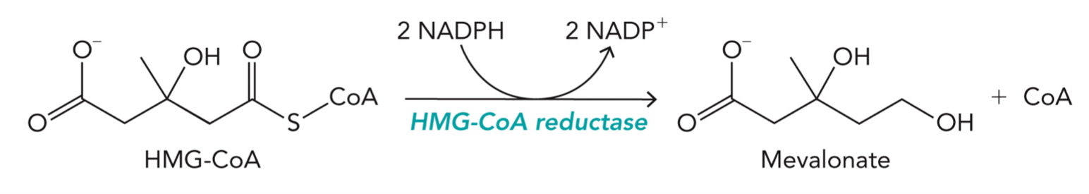 <p>An enzyme involved in cholesterol, inhibitors directly reduce serum cholesterol levels, contains four active sites for the substrate and cofactor (NADPH) to bind</p><p>HMG-CoA reductase catalyzes the NADPH-dependent reduction of a thioester to a primary alcohol, producing mevalonate and CoA</p><p>2 NADPH → 2 NADP⁺</p><p>C=O - SCoA → CH2OH + CoA</p><p></p>