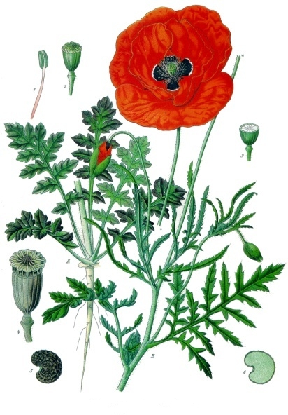 term image