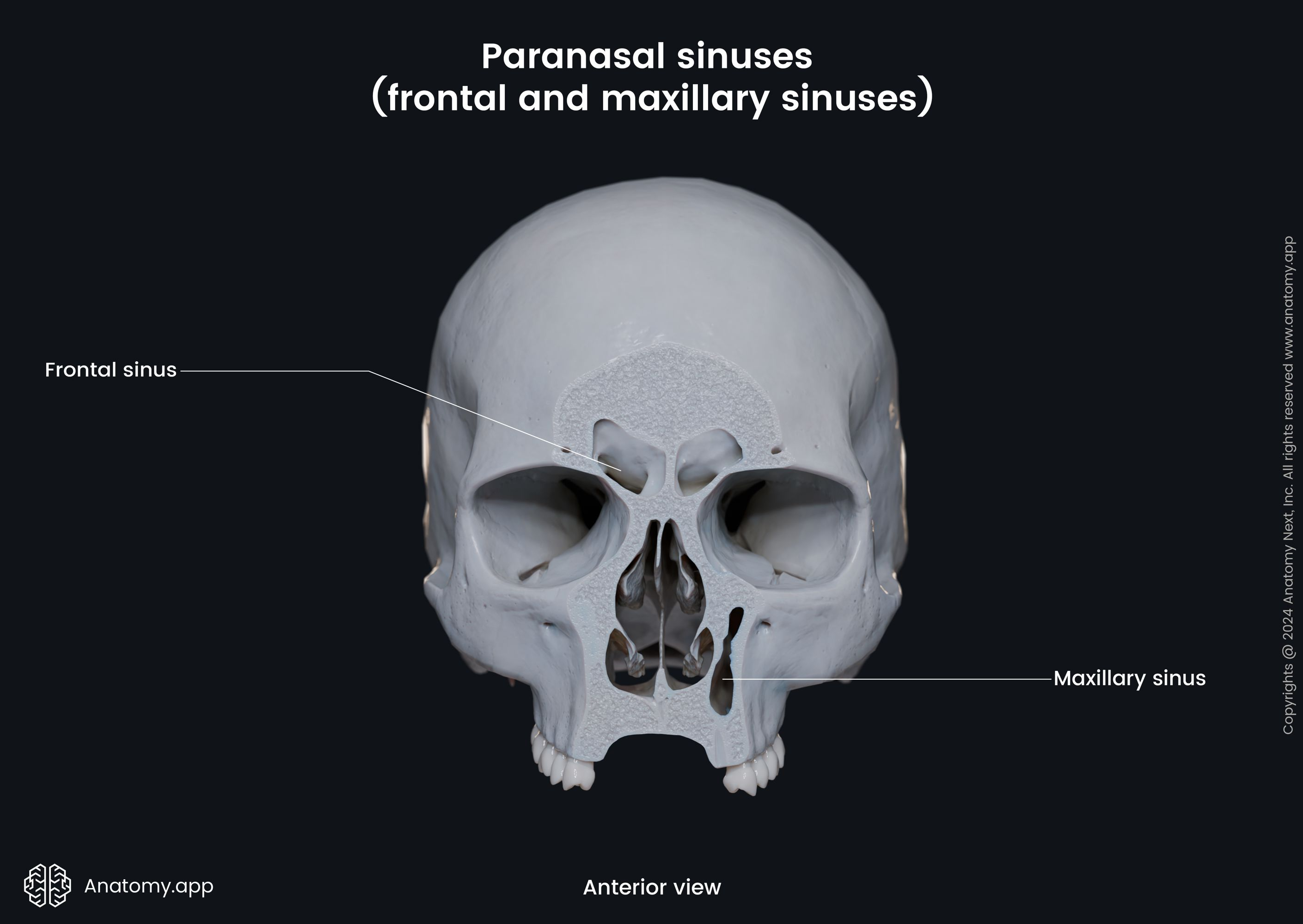 <p>A hollow cavity within a bone, typically filled with air, that helps reduce weight and improve resonance. </p>