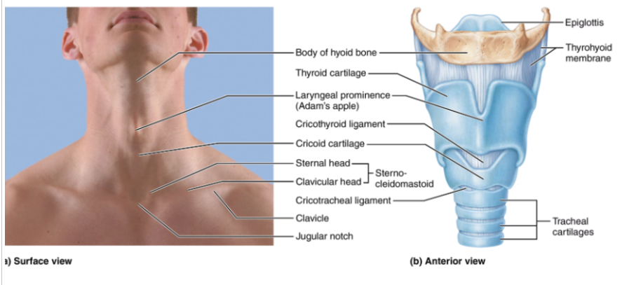 <ul><li><p><span style="background-color: transparent;">The voice box</span></p></li><li><p><span style="background-color: transparent;">Located between the pharynx and trachea. It’s roughly 5cm long</span></p></li><li><p><span style="background-color: transparent;">It’s attached to the hyoid bone</span></p></li><li><p><span style="background-color: transparent;">Functions are to maintain an open airway, switching pathway between air and food, and producing voice</span></p></li><li><p><span style="background-color: transparent;">In laryngitis, the vocal cords are inflamed, which prevents normal vibration causing hoarseness</span></p></li></ul><p></p>
