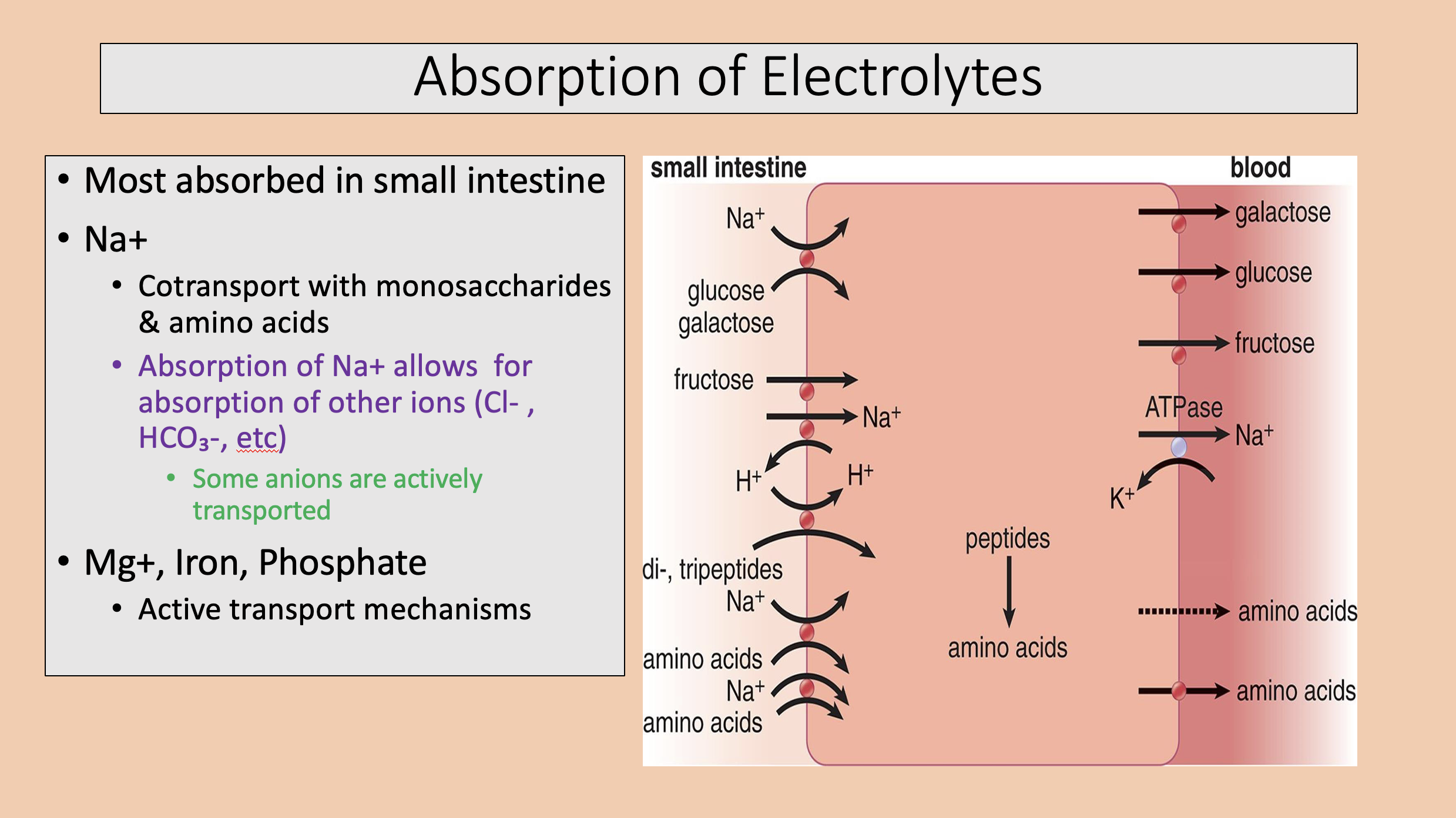 <p><span>active transport mechanisms</span></p>