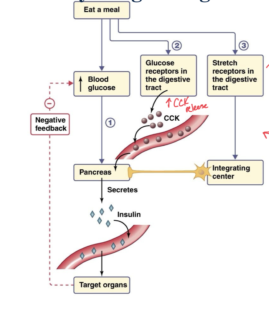 <p>Involved feedback as well as feed forward mechanisms</p><p>When we eat a meal, there are feed forward mechanisms that trigger the pancreas to secrete insulin before blood glucose levels actually rise.</p><p>When we eat, glucose receptors in our digestive tract trigger the release of CCK into the circulatory system which triggers insulin release at the pancreas, fat breakdown, and inhibits hunger. (Feed Forward)</p><p>Additionally, stretch receptors in the digestive tract communicate with an integrating center of CNS to communicate with pancreas to secrete insulin into the blood to the target organs. </p>