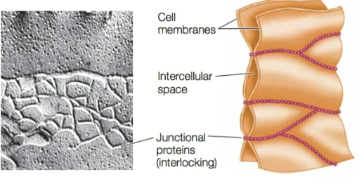 <p>What is a function of the cell junction shown in the figure?</p><p>a. Exchange of a lot of material between adjacent cells</p><p>b. Conducting electrical activity, as in the heart</p><p>c. Preventing substances in a lumen from leaking into the</p><p>spaces between the epithelial cells lining the lumen</p><p></p>