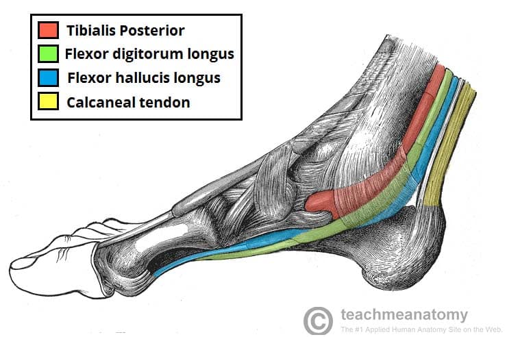 <p>Where do the tendons of the deep muscles of the leg pass?</p>
