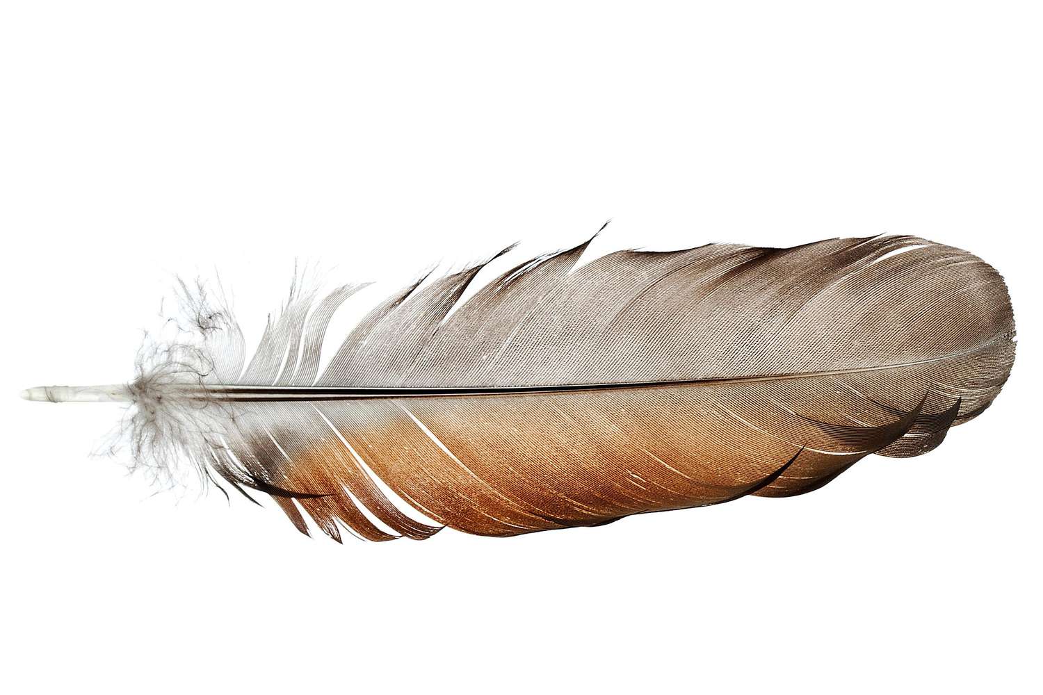 <p>A light, flat structure that forms the outer covering of birds, depicted with an image of a feather.</p>