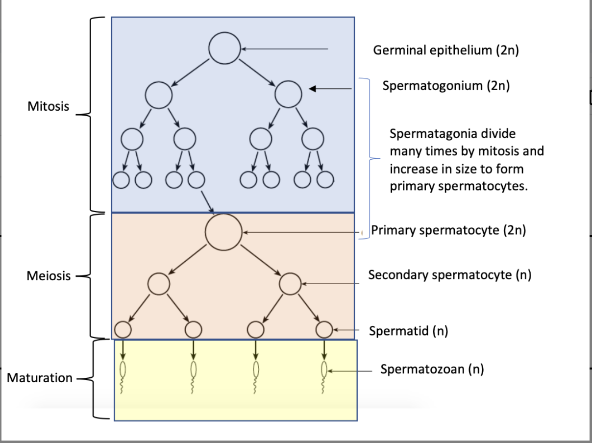 <p>spermatogenesis</p>