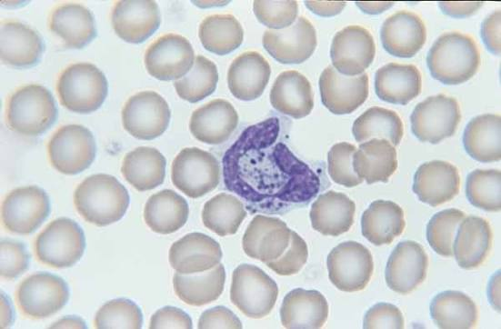 <p>what is shown? cell type and species</p>