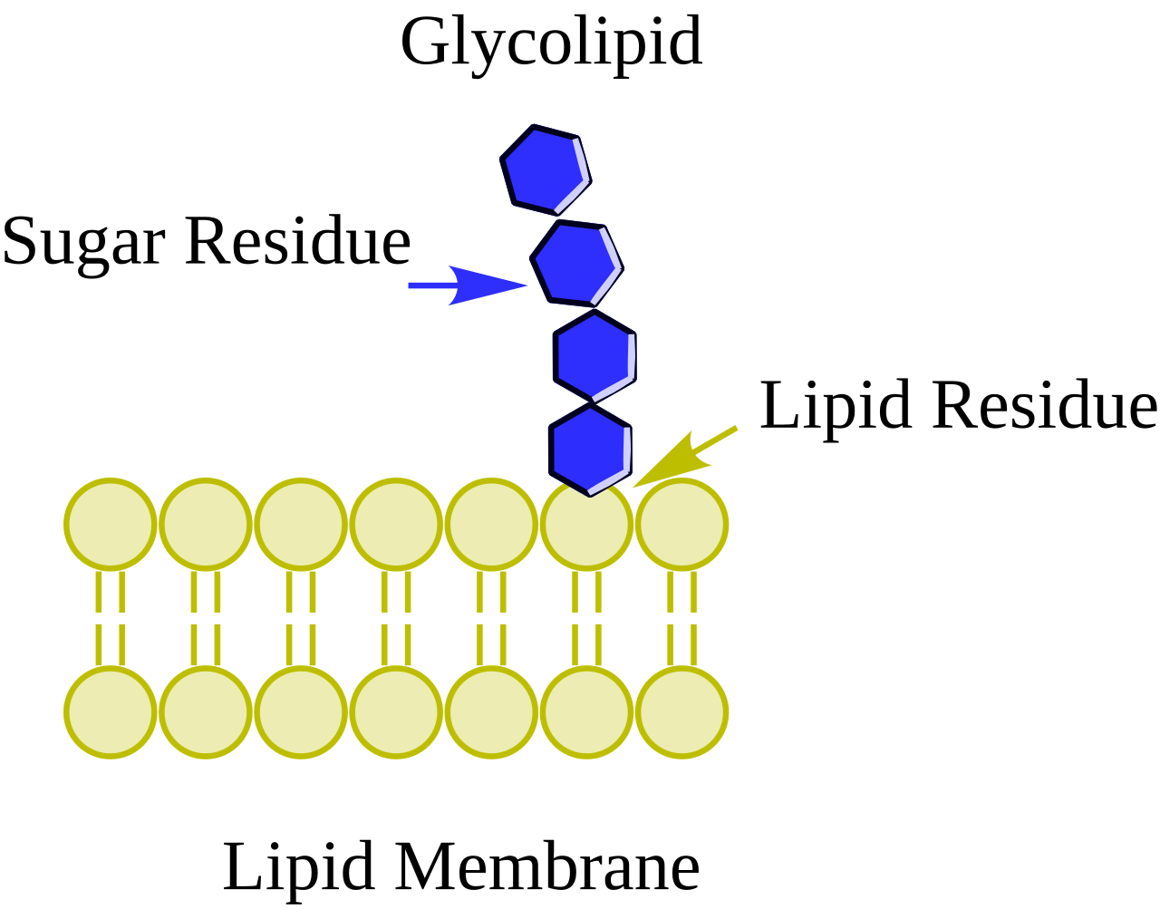 <p>Anchor the membrane and display carbohydrate molecules on the cell surface.</p>