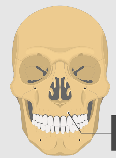 <p>Holds teeth sockets</p>