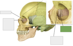 <p>Lacrimal bone: this is the</p>