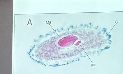 <p>What is this organism?</p>