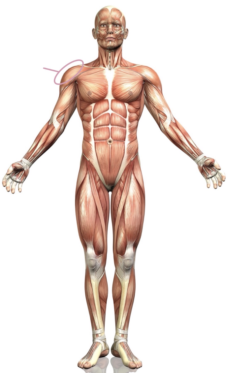 <p><strong>Name the following muscle</strong></p>