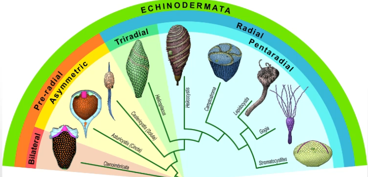 <p>Bilateral → Asymmetric → Triradial → Pentaradial</p><p>2,0,3,5 </p>