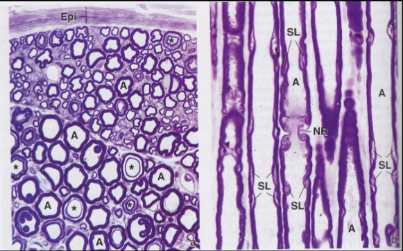 <p>produces lipid-rich myelin sheath the surrounds axons; 1 cell insulates 1 segment of <u>1 axon</u>; surrounds unmyelinated fibers, too; clears debris &amp; guide regrowth of PNS axons </p>