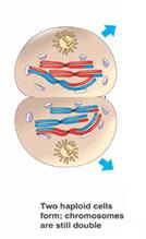 <p>Reappearance of the nuclear membrane around dyads, leading to a short interphase.</p>