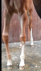 <p>Which term describes this foals legs?</p>