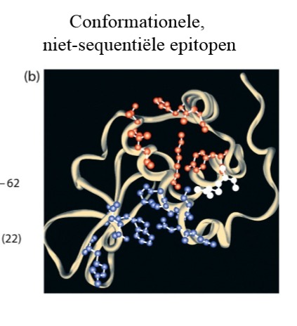 <ol><li><p>herkennen 3D structuur van antigen: conformationele epitopen</p></li><li><p>kan soms ook wel sequentiële/lineaire epitopen herkennen (eerder uitzondering)</p></li></ol><p></p>