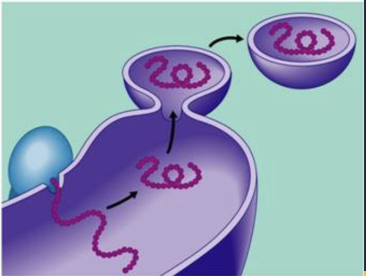 <p>Bound ribosomes secrete glycoproteins (proteins covalently bonded to carbohydrates)<br>-Distributes <strong><em><mark data-color="yellow" style="background-color: yellow; color: inherit;">transport vesicles</mark></em></strong>, proteins surrounded by membrane(mainly secretory and membrane) <br>- Rough ER is the membrane factory for the cell</p>