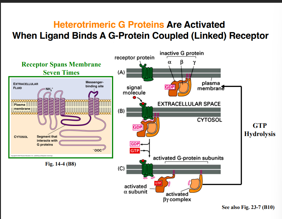 <p><span style="background-color: transparent;"><strong>G Protein–Linked Receptors (GPCRs)</strong></span></p>