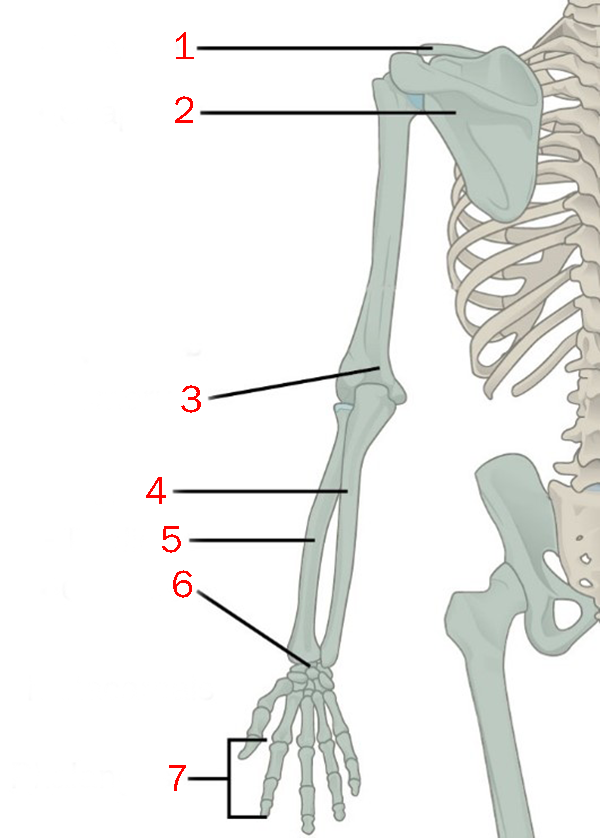 <p>In this graphic showing the bones of the upper extremity, "7" is/are the:</p>