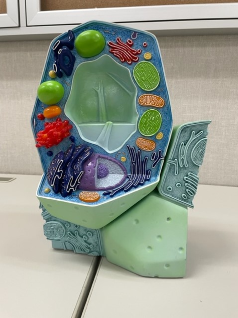 <p><span>Is the cell model a plant or an animal cell?</span></p>