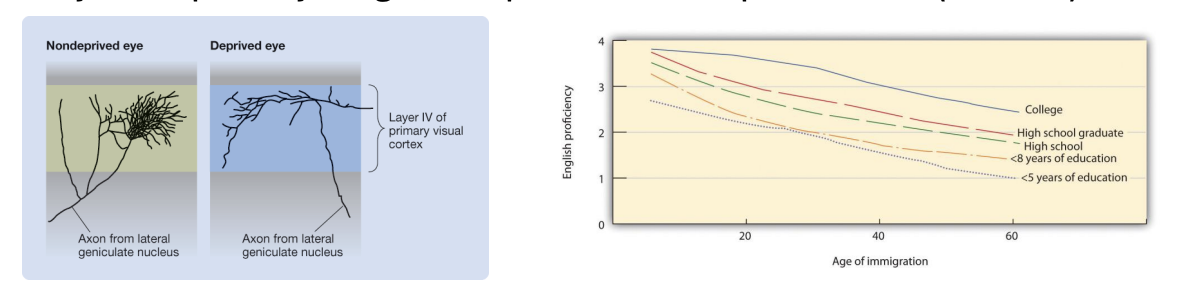 <ul><li><p>Critical periods for the visual system suggested by deprivation studies </p><ul><li><p>If you do not get the necessary input early, <span style="color: red;"><strong><em>you never get the right development</em></strong></span></p></li></ul></li><li><p>Sensitive periods are more common and exist for many psychological functions, including language</p><ul><li><p>Easy to acquire if younger, still possible to acquire if older (see L06)</p></li></ul></li></ul><p></p>