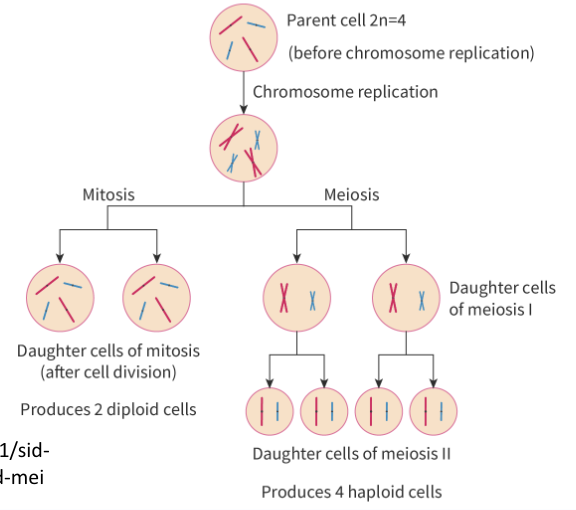 <p><strong><u>Mitosis</u></strong> </p><ul><li><p>Rounds of division: 1</p></li><li><p>No. of daughter cells produced: </p><ul><li><p>2 <strong>genetically identical </strong>daughter cells from a single parent cell. </p></li></ul></li><li><p>Purpose:<strong> growth, cell replacement and tissue repair</strong> of somatic cells </p></li></ul><p><strong><u>Meiosis</u></strong></p><ul><li><p>Rounds of division: 2</p></li><li><p>No. of daughter cells produced: </p><ul><li><p>4 daughter cells that are <strong>genetically unique from the parent cell </strong>and contain only <strong>half as much DNA (haploid)</strong></p></li></ul></li><li><p>Purpose: Only occurs in the <strong>production of germ cells </strong>sperm and egg cells for sexual reproduction</p></li></ul><p></p>