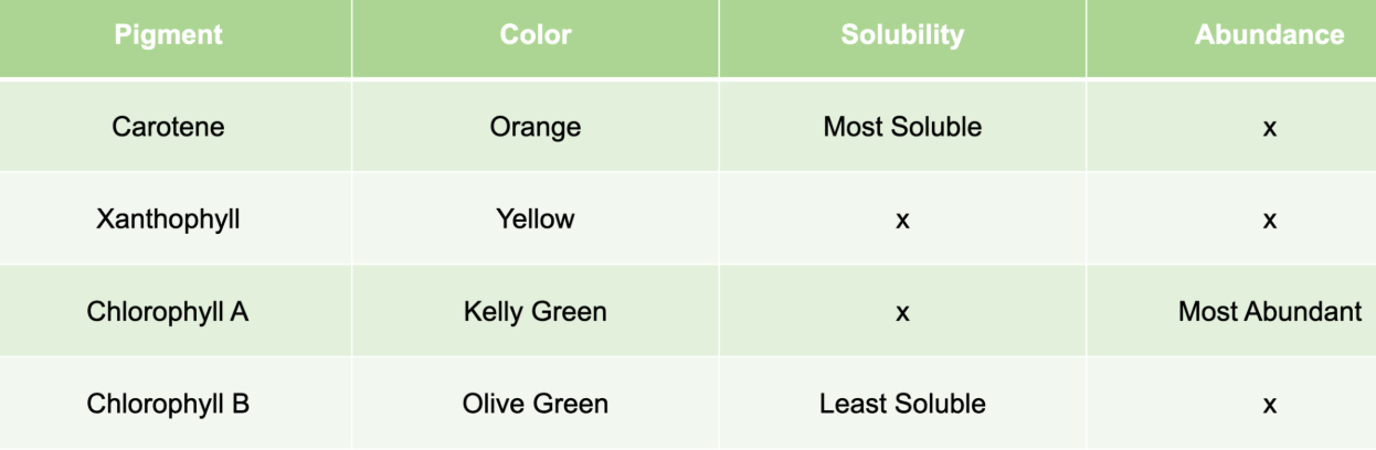 <ul><li><p><strong>carotene: </strong>orange, most soluble </p></li><li><p><strong>chlorophyl a: </strong>kelly green most abundant</p></li><li><p><strong>chlorophyl b: </strong>olive green least soluble</p></li><li><p><strong>xanthophyl</strong>: yellow, n/a</p></li></ul><p></p>