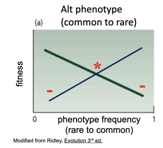<p>Phenotypes have higher fitness when rare, so ultiple phenotypes are maintained.</p>