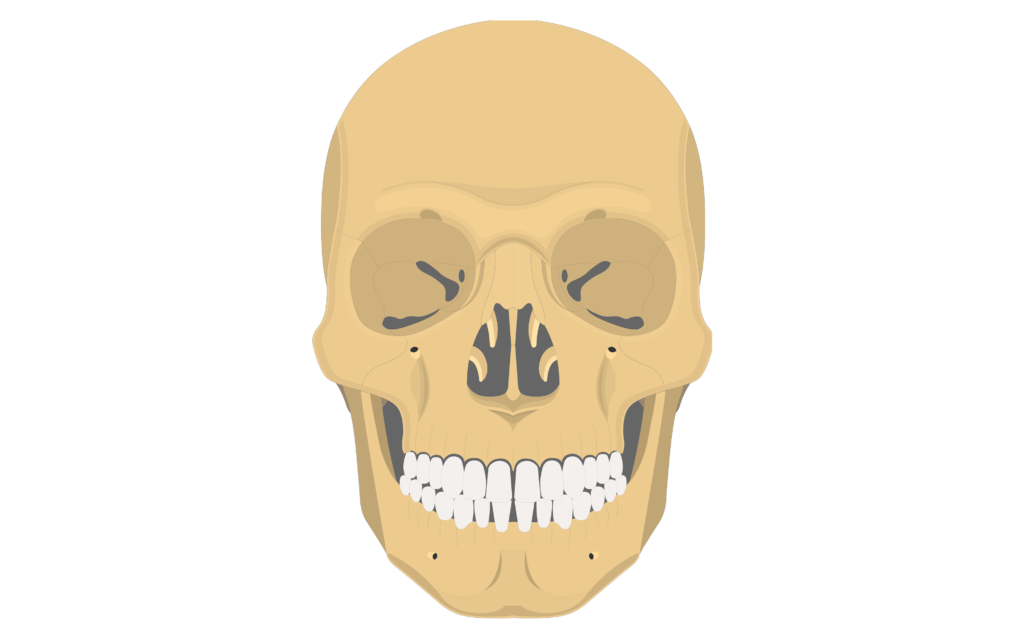 <p>the top things in the nose</p>