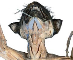 <p>muscle that serves to depress the mandible</p>
