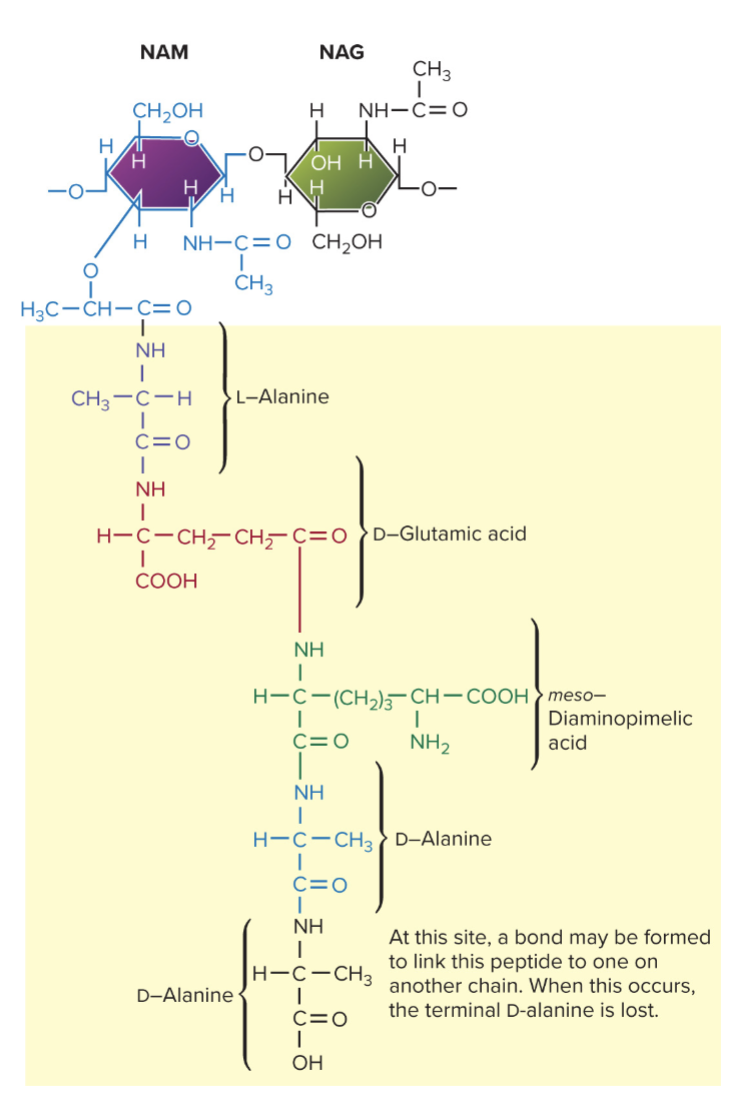 <p>Meshlike polymer of identical subunits forming long strands.</p><p>Two alternating sugars:</p><p>• N-acetylglucosamine (NAG).</p><p>• N- acetylmuramic acid (NAM).</p><p>Alternating D- and L- amino acids.</p>