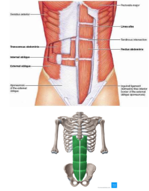 <p>Rectus Abdominus</p>