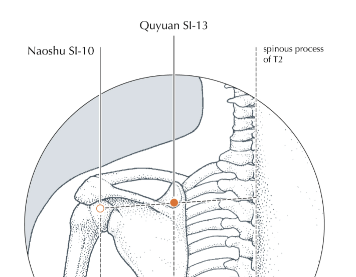 <p><span>Perpendicular insertion 0.3 to 0.5 cun; <em>ii.</em> Oblique lateral insertion 0.5 to 1 cun.</span><br><strong>Caution:</strong><span> this point is located close to the medial border of the scapula. Too medial an insertion or deep medial-oblique needling may puncture the lungs.</span></p>