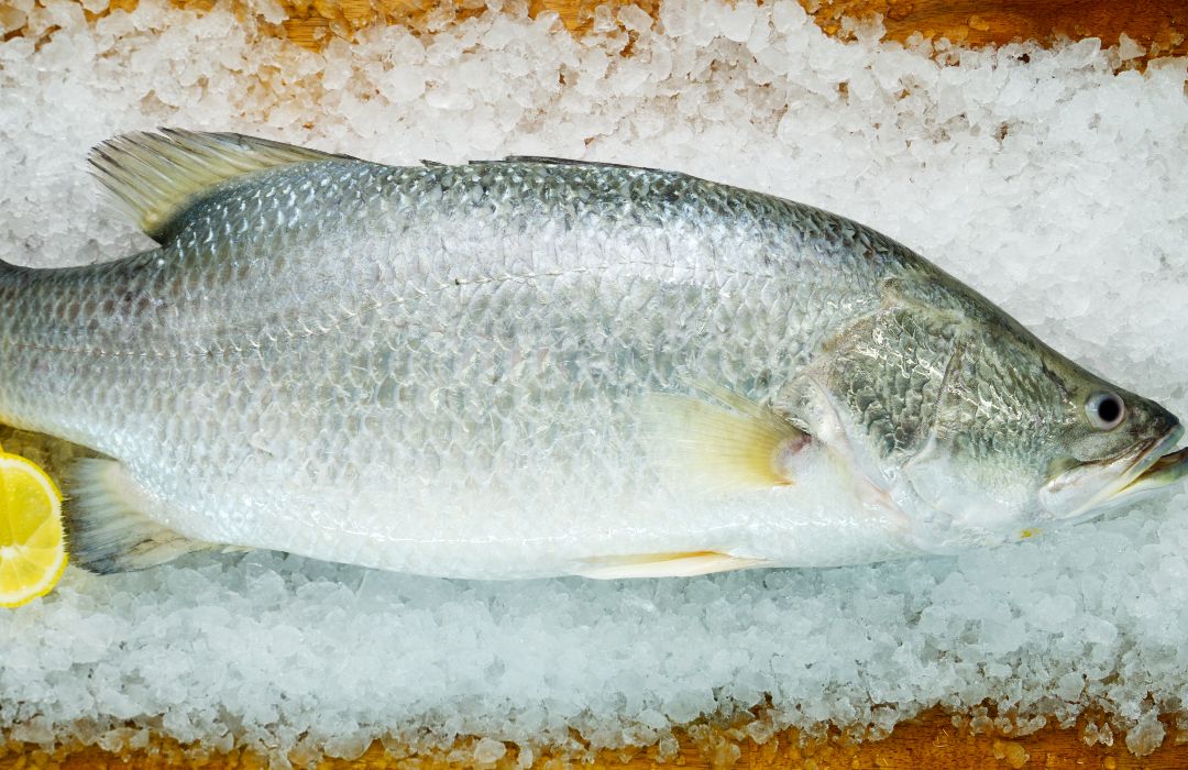 <p>barramundi</p>