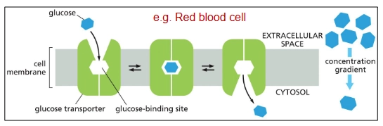 <p><u>Passive</u> transport transporter protein (down electrochemical gradient)</p><p>Uni → “one” solute</p><p>ex. glucose transporter (GLUT Uniporter)</p>