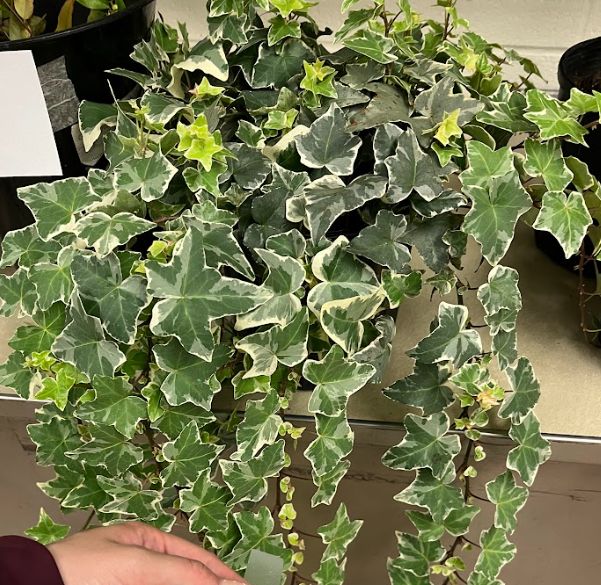 <ul><li><p>heteroblastic</p><ul><li><p>when young it has lots of lobes on leaves</p></li><li><p>when older the size grows and lobe indention decreases</p></li></ul></li><li><p>extremely invasive</p></li><li><p>imported from Europe but native to China</p></li></ul><p></p>