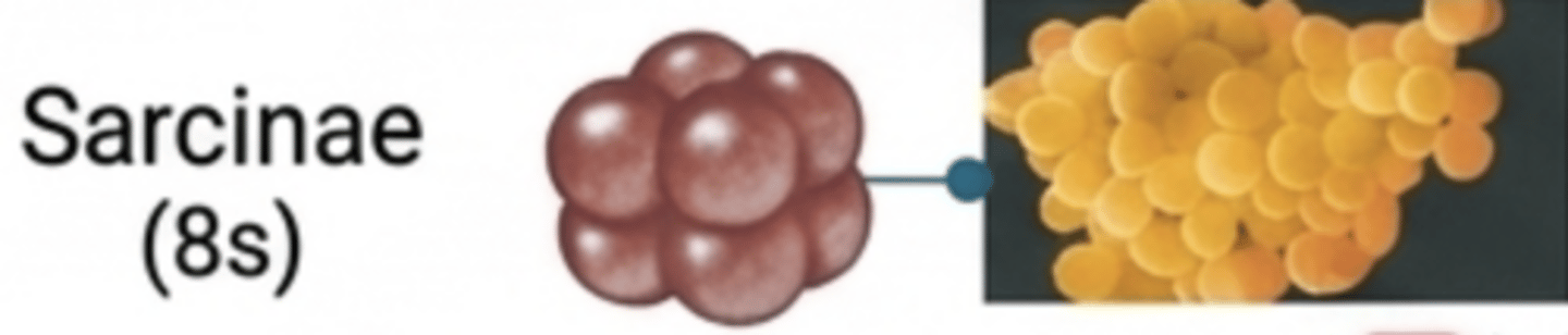 <p>Cube-like groups of eight cocci.</p>