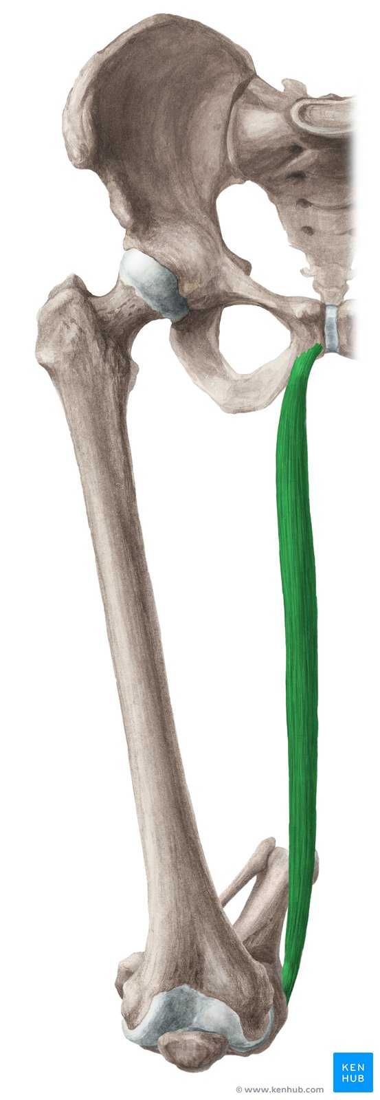 <p><span style="background-color: transparent;">Pubis / tibia | Tibia/fibula: flexion; Thigh: adduction</span></p>