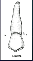 <p>distal</p>
