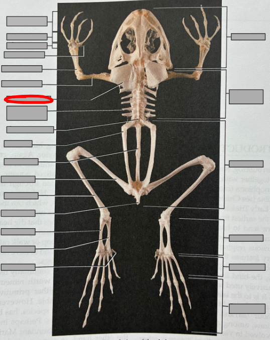 <p>What part of the organism is this?</p>