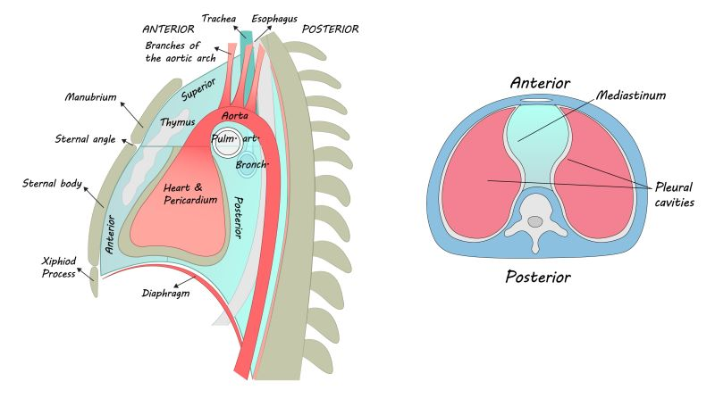 <p>primarily in mediastinum, collapsed when empty, posterior to trachea</p>