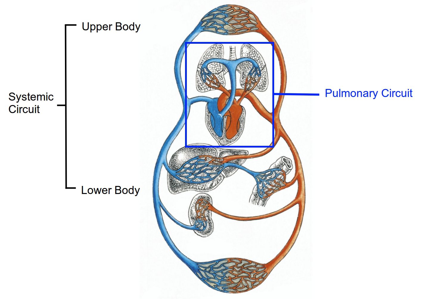 <p>The part of the system where the left side of the heart pumps oxygen rich blood to the body's tissues and deoxygenated blood returns to the right side of the heart.</p>