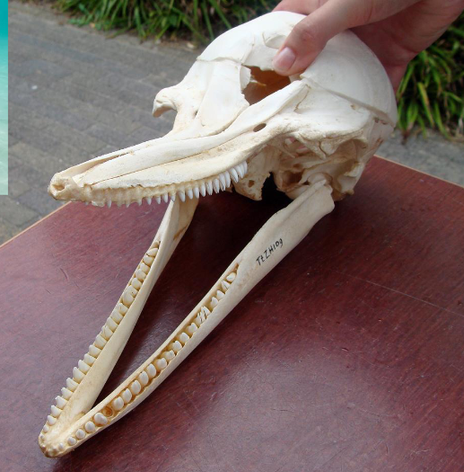 <p>Tursiops truncatus</p>