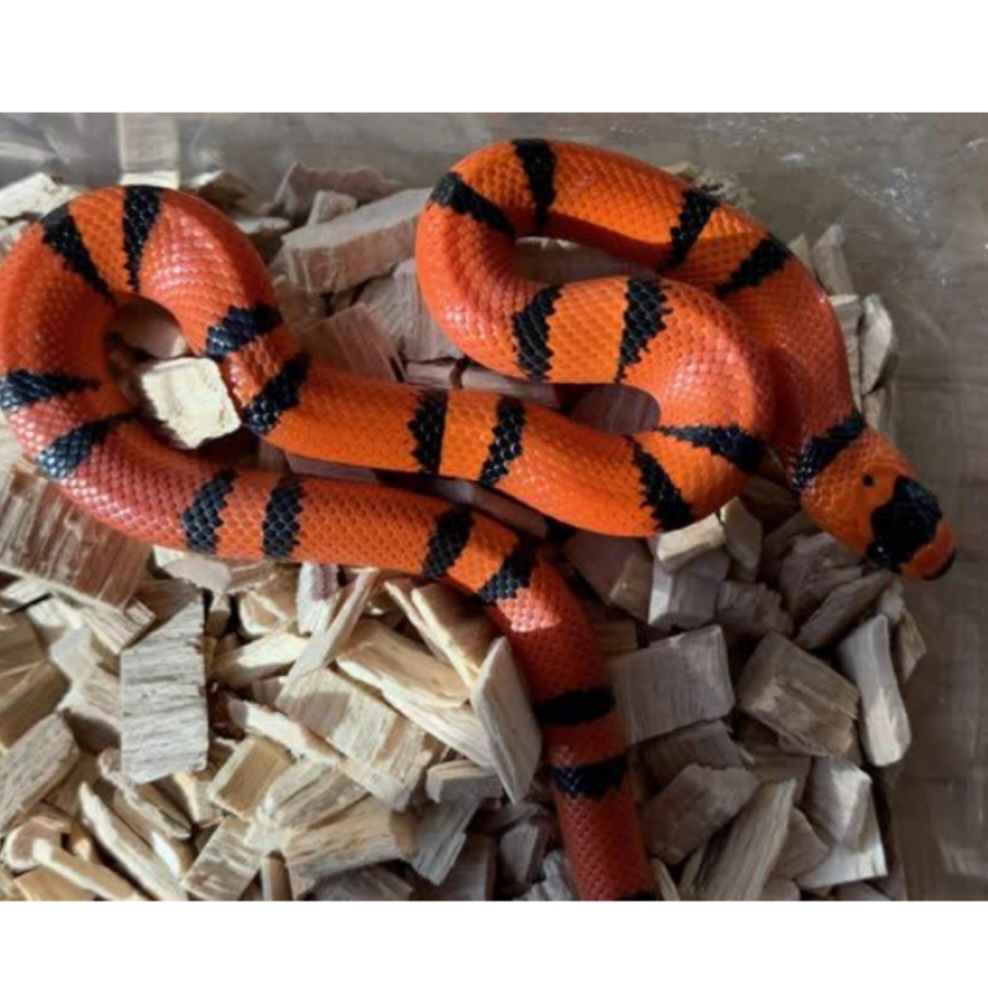 <p>name this animal</p>