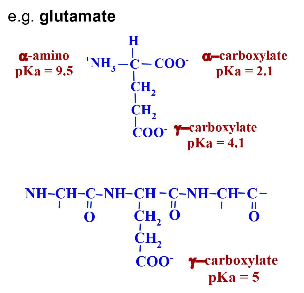 <ul><li><p><span><strong>The value of pKa tells you where in the pH scale a group undergoes deprotonation</strong></span></p></li><li><p><span>A molecule can have several ionizable groups</span></p></li><li><p><span>Each group has its own pKa value</span></p></li><li><p><span>Value of a pKa depends on its chemical context</span></p></li><li><p><span>An amino acid will have a slightly different pKa when it is part of a peptide chain</span></p></li></ul><p></p>